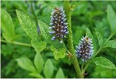 1589441967206940.jpg 8.jpg